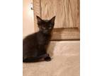 Adopt Scout G. a Domestic Short Hair