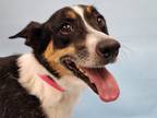 Adopt Stella a Cardigan Welsh Corgi, Parson Russell Terrier