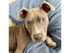Adopt Kaida a Pit Bull Terrier