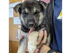 Adopt Lucy Liu a German Shepherd Dog