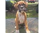 Boxer Puppy for sale in Fort Myers, FL, USA