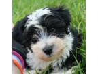 Shih Tzu Puppy for sale in Chase City, VA, USA