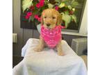 Goldendoodle Puppy for sale in Dillwyn, VA, USA