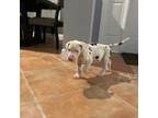 Great Dane Puppy for sale in North Port, FL, USA