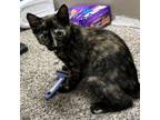 Adopt Angel Butts a Domestic Short Hair