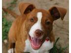 Adopt Mary a Terrier, Mixed Breed