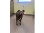 Adopt Whopper a American Staffordshire Terrier, Mixed Breed