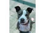 Adopt Lolipop a Pit Bull Terrier, Mixed Breed