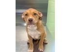 Adopt Belly a Pit Bull Terrier, Mixed Breed