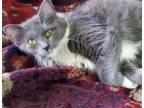 Adopt Zoey (Aries) a Domestic Long Hair