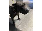 Adopt Courtney a Pit Bull Terrier, Mixed Breed