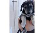 Adopt Annie a Poodle, German Shepherd Dog