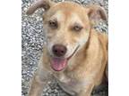 Adopt Angel Marie a Mixed Breed