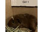 Adopt Ginny a Guinea Pig