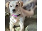 Adopt Melody a American Staffordshire Terrier, Mixed Breed