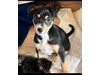 Adopt SVU : Benson (Shelby) a Beagle