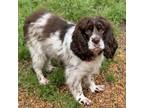 Adopt Dee Lite a Brittany Spaniel, Mixed Breed