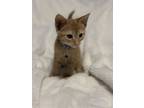 Adopt Ginger Rogers a Domestic Short Hair