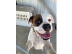 Adopt Bugzy a Boxer, Mixed Breed