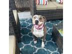 Adopt London a American Staffordshire Terrier