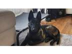 Adopt Rosemary - (fka Anna) Located in OR a Belgian Shepherd / Malinois