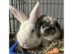 Adopt Belle & Butters a Holland Lop