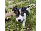 Adopt Freddy a Jack Russell Terrier, Mixed Breed
