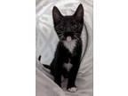 Adopt Aftershock a Domestic Short Hair