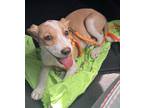 Adopt Remi a Jack Russell Terrier, Beagle