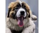 Mutt Puppy for sale in Columbia, TN, USA