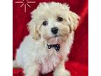 Maltipoo Puppy for sale in Princeton, KY, USA