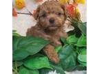 Mutt Puppy for sale in Wentworth, MO, USA