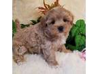 Maltipoo Puppy for sale in Wentworth, MO, USA