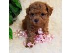 Poodle (Toy) Puppy for sale in Wentworth, MO, USA