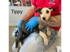 Adopt Tippy a Terrier
