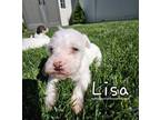 Adopt Lisa a Terrier