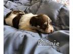 Adopt Minnie a Terrier