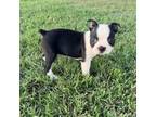 Boston Terrier Puppy for sale in Merced, CA, USA