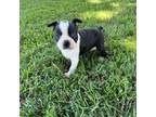 Boston Terrier Puppy for sale in Merced, CA, USA