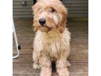 Mutt Puppy for sale in Poughkeepsie, NY, USA