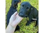 Adopt Speedy a Black Labrador Retriever