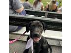 Adopt Dodger a Black Labrador Retriever
