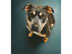 Adopt Bebe a American Staffordshire Terrier, Pit Bull Terrier