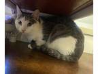 Timmy Domestic Shorthair Young Male