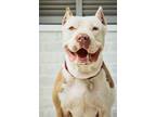 Adopt Penelope a Pit Bull Terrier