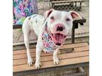 Adopt Kaine a American Staffordshire Terrier, Mixed Breed