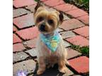 Adopt Maggie a Yorkshire Terrier