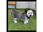 Adopt Toby a Skye Terrier, Mixed Breed