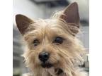 Adopt Tigger a Yorkshire Terrier