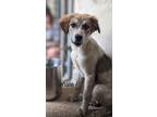 Adopt Bennett a Great Pyrenees, Mixed Breed